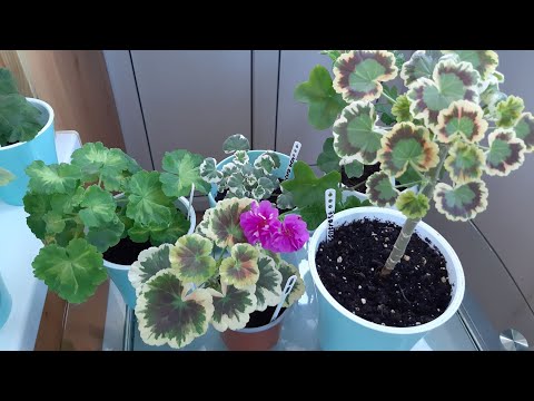 Видео: Мои пестролистные пеларгонии, обзор сортов.