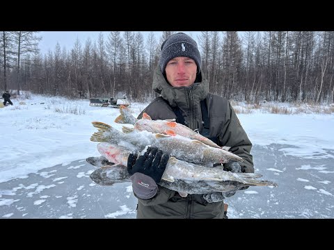 Видео: КЛЁВ ЛУЧШЕ ЧЕМ В ЗАПОВЕДНИКЕ! Здесь тонны рыбы! Рыбалка по первому льду.