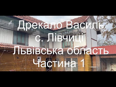 Видео: Дрекало Василь с.Лівчиці (клуб Жидачів) - знайомство з кращими голубами