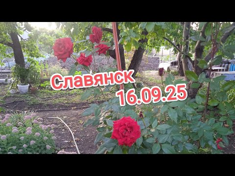 Видео: Обстрелы, огурцы и собака барабака 