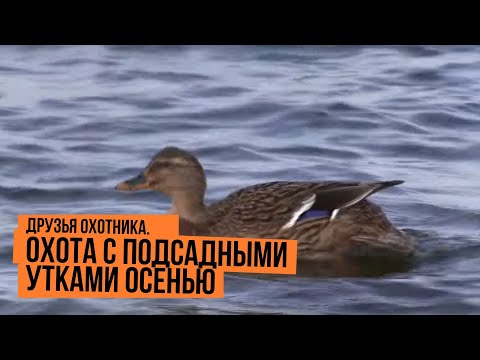 Видео: Охота с подсадными утками осенью \ Друзья охотника