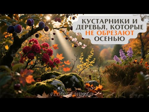 Видео: Кустарники и Деревья, Которые Не Обрезают Осенью.