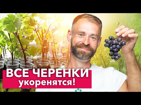 Видео: 100% СПОСОБ УКОРЕНЕНИЯ ЧЕРЕНКОВ ВИНОГРАДА - всегда так делаю и результат отличный!