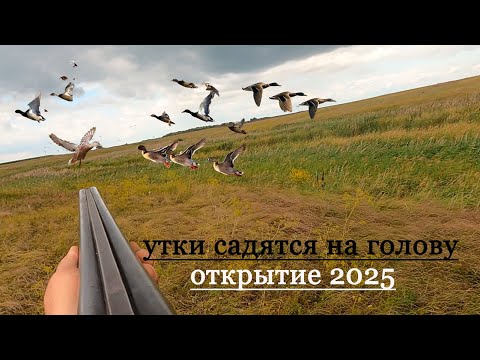 Видео: открытие охоты  по утке 2025.  нашли утиное болото  , храним еду в автохолодильнике Artelv