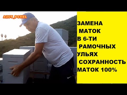 Видео: Замена маток в 6ти рам ульях (Change of queens in 6-f. of hives) #Пчеловодствов6тирамочныхульях