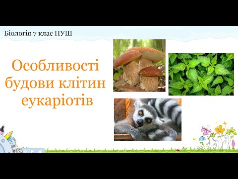 Видео: Біологія 7 клас НУШ Особливості будови клітин еукаріотів