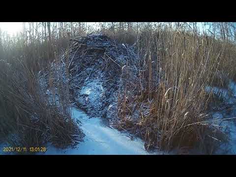 Видео: Охота на куницу капканами. Проверяю капканы. Мыши атакуют приманку.