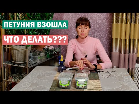 Видео: Петунии - первые всходы! Что СРОЧНО сделать?