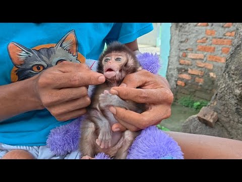 Видео: ПОСМОТРИТЕ НА ДЕСНЫ И ЗУБЫ РУБИ, ОБЕЗЬЯНКА С КРОШЕЧНЫМ ХВОСТОМ СТАРАЕТСЯ