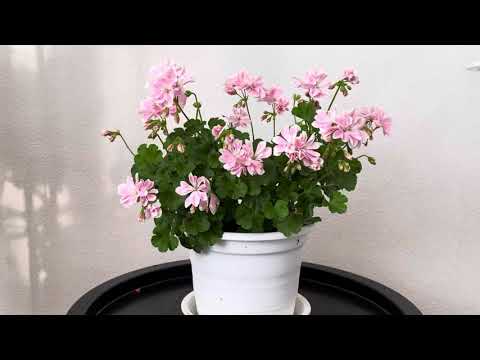 Видео: Как вырастить лохматый и обильно цветущий куст пеларгонии