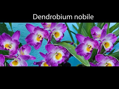 Видео: Dendrobium nobile - как добиться цветения? #orchid #орхидеи #dendrobium #дендробиум  #orchidcare