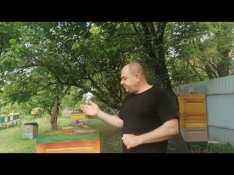 Видео: Больше майского меду, при слабом взятке.