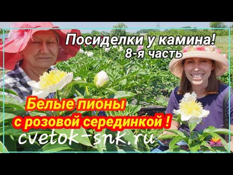 Видео: Посиделки у камина. Часть 8. Белые пионы с розовой серединкой / Сад Ворошиловой