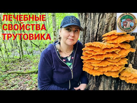 Видео: ГРИБ ТРУТОВИК. ЛЕЧЕНИЕ. РЕЦЕПТЫ. ЗАГАДОЧНЫЕ БУНКЕРА грибная банда