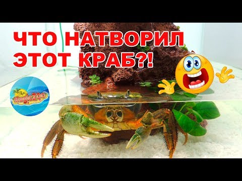 Видео: Заселили радужного краба в новый аквариум. Что-то пошло не так!
