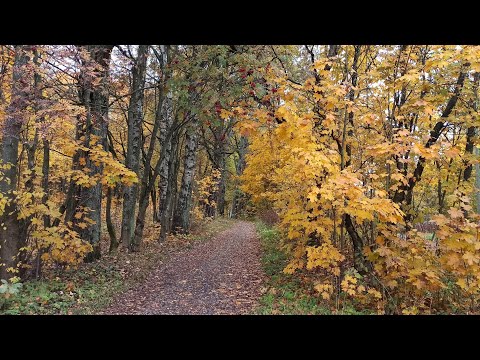 Видео: Поëт Ира Шраго. «Молодость моя». Незаслуженно забытая осенняя песня.