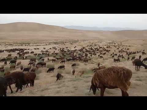 Видео: ЖАЙЛОВ ДАН ЧУЛГАЧА НИЧИ КУНЛИК ЮЛ 4 КСМ