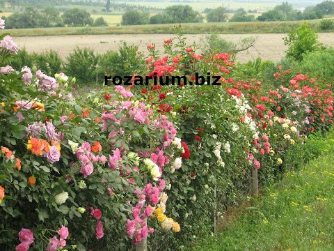 Видео: Обрезка флорибунды, питомник роз полины козловой, rozarium.biz, pruning a floribunda rose