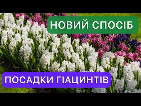 Видео: Гіацинти. Особливості посадки у відкритий ґрунт восени