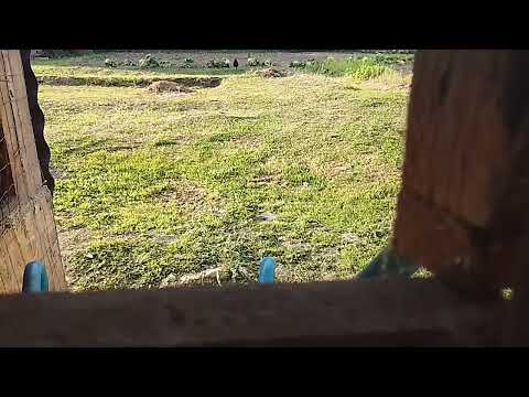 Видео: Охота на ворон с пневматикой мр512 