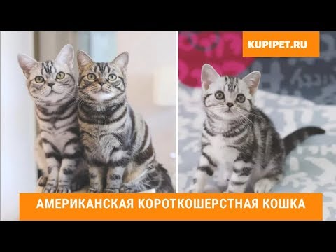 Видео: АМЕРИКАНСКАЯ КОРОТКОШЕРСТНАЯ КОШКА ВСЕ О ПОРОДЕ. ИНТЕРЕСНЫЕ ФАКТЫ