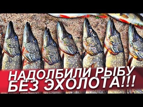 Видео: ЩУКА ОСЕНЬЮ НА ВОБЛЕРЫ! ЛОВЛЯ ЩУКИ НА СПИННИНГ В СЕНТЯБРЕ! ЩУКА В  СЕНТЯБРЕ/РЫБАЛКА НА СПИННИНГ 2025