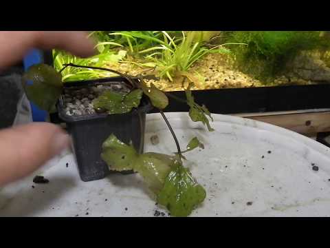 Видео: Как высадить растения в горшочки.