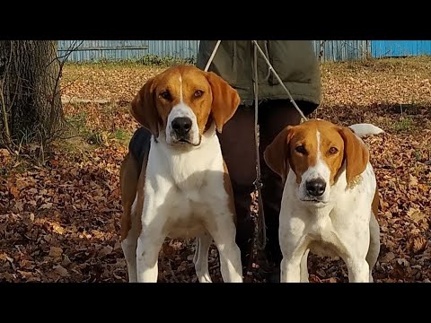 Видео: Наши гончие.                                               Владелец Антонович В.Н