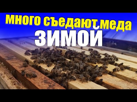 Видео: В чем проблема пчел зимой съедают много корма( меда) на пасеке. Сколько меда съедают пчелы зимой
