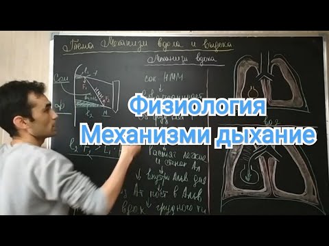 Видео: Физиология дыхание. Механизм вдоха и выдоха.