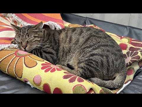 Видео: Исследуем Кошачий Город 🐾 Стамбул, Турция 🐾 Istanbul’s Cutest Street Cats