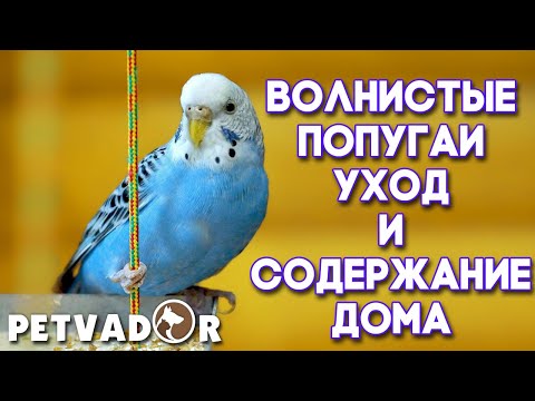Видео: Волнистый попугай уход и содержание в домашних условиях. Волнистые попугайчики дома.