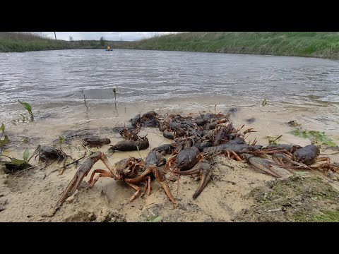 Видео: Разведение раков и рыбы  , что получилось за 3 года , Жизнь У Пруда