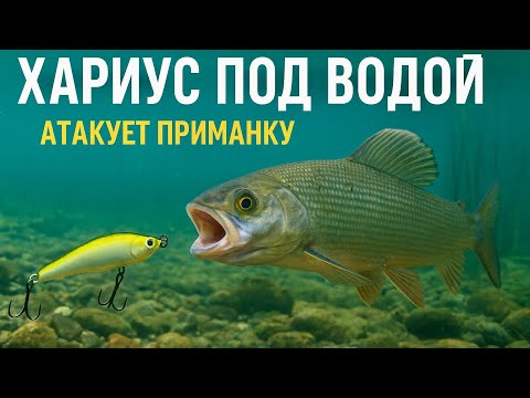 Видео: ХАРИУС атакует приманку! Уникальные кадры с подводной камеры
