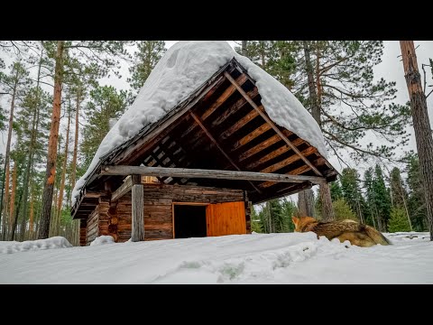 Видео: Волки уходят в небеса, горят голодные глаза... | Охота на волка от первого лица