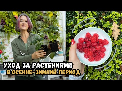 Видео: Секреты ухода за растениями в осенне-зимний период / как услышать, что говорят цветы?