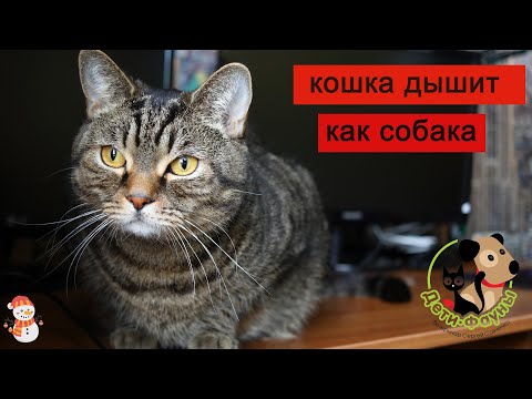 Видео: Кошка дышит с открытым ртом, основные причины