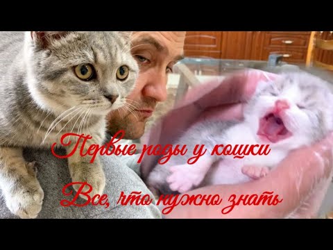 Видео: Первые роды у кошки   Все, что нужно знать  The first birth of a cat