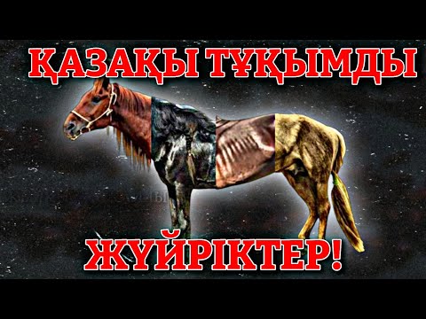 Видео: БҮКІРЕЙГЕН ЖЫЛҚЫ ЖҮЙРІК БОЛАМА❓🐎 | Жылқы Жайлы