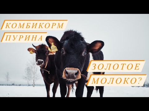 Видео: Стоимость молока Джерси!Выгодно или нет кормить Пуриной?