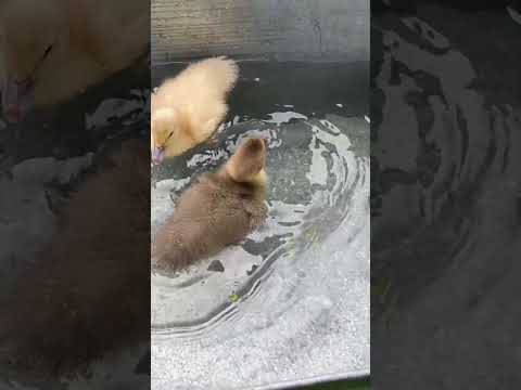 Видео: Что за мускусные утки / индоутки #birds