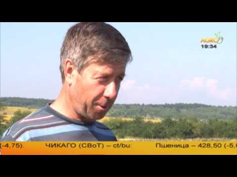 Видео: Производство на бамя