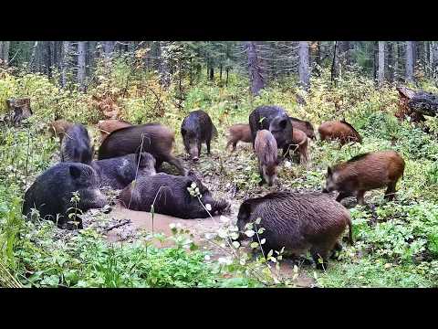 Видео: Фотоловушка МЕСЯЦ стояла у лужи в ГЛУХОМ ЛЕСУ! Столько животных не ожидал увидеть!