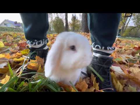 Видео: Кролик гуляет на улице