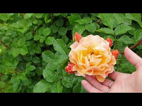 Видео: Розы Тантау 2022( часть 3)