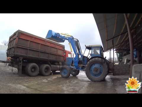 Видео: Погрузка кукурузы в КАМАЗы!  Работа МТЗ-50 с ПБН-800.