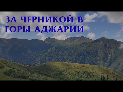 Видео: В поисках черники в горной Аджарии 