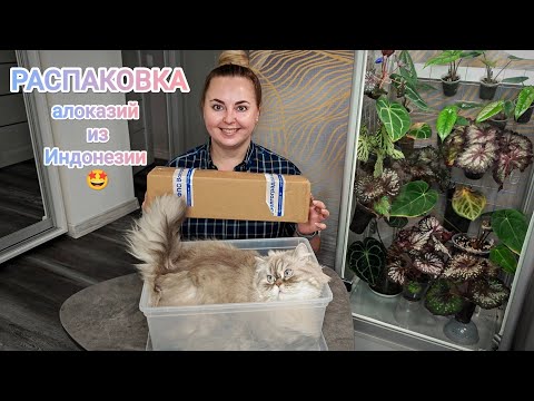 Видео: Я ТАК ДОЛГО ИХ ЖДАЛА!😱 Как перенесли доставку АЛОКАЗИИ из ИНДОНЕЗИИ?🤔 РАСПАКОВКА и ПЕРЕСАДКА🌿