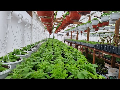 Видео: Жена уговорила раскрыть секрет последней,самой важной прищипки петунии,черенок 1, а похоже на 5