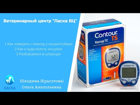 Видео: Как измерить глюкозу у кошки и собаки? Как, куда и сколько колоть инсулин? Какой шприц выбрать?
